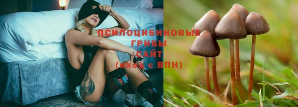 прущие грибы Беломорск